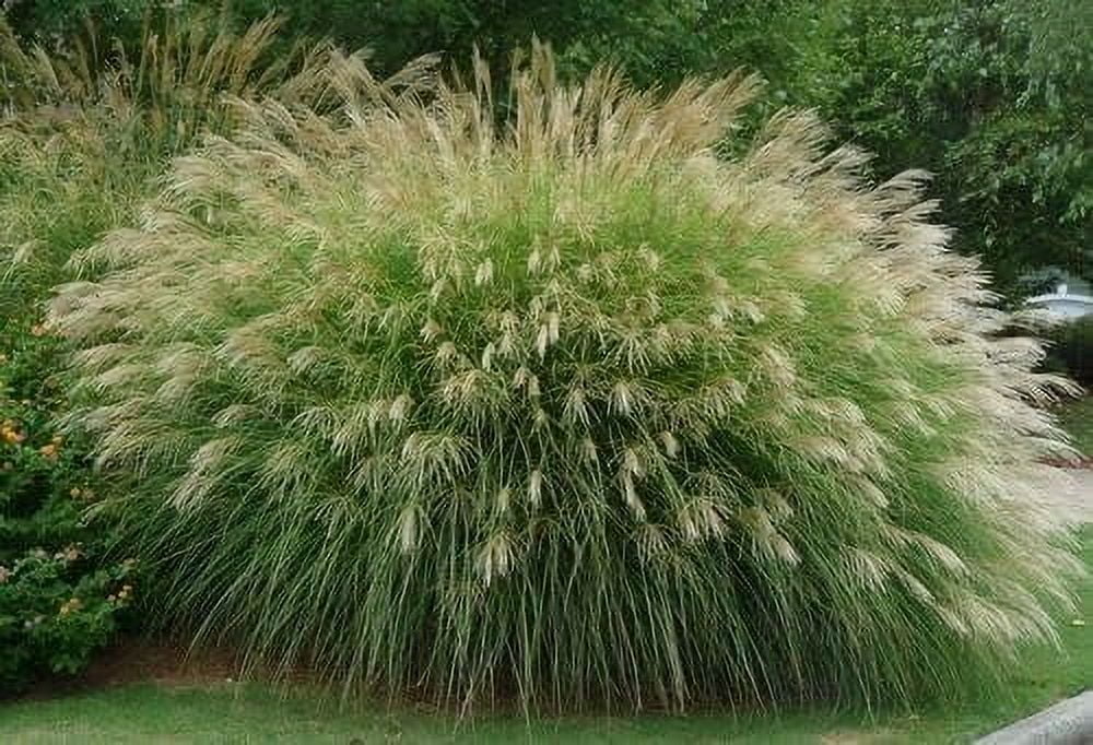 Adagio Maiden Grass  3 Live Plants  Micanthus Sinensis  Hardy Ornamental Grass Perfect for Landscaping and Gardening