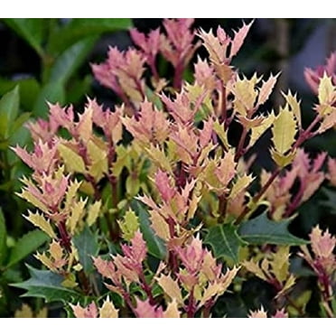 Party Lights Pink Flush Tea Olive (osmanthus) - Live Plant ( 1 QT )
