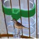 thumbnail image 5 of Bebedero para pájaros, 2 uds., comedero para pájaros acuáticos, alimentador de agua y comida, bebedero automático para loros, alimentador para mascotas, jaula con Clip para loros, 5 of 5