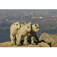 thumbnail image 2 of Illg, Cathy and Gordon 14x11 Gold Ornate Wood Framed with Double Matting Museum Art Print Titled - Colorado, Mount Evans Three mountain goat kids, 2 of 4