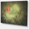 thumbnail image 2 of Red Wild Poppy Flower on Green - Floral Canvas Art Print, 2 of 3