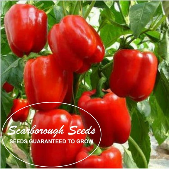SCARBOROUGH SEEDS GIANT DEEP RED SWEET BELL PEPPER 50 SEEDS, 4" WIDE SOLID FLESH