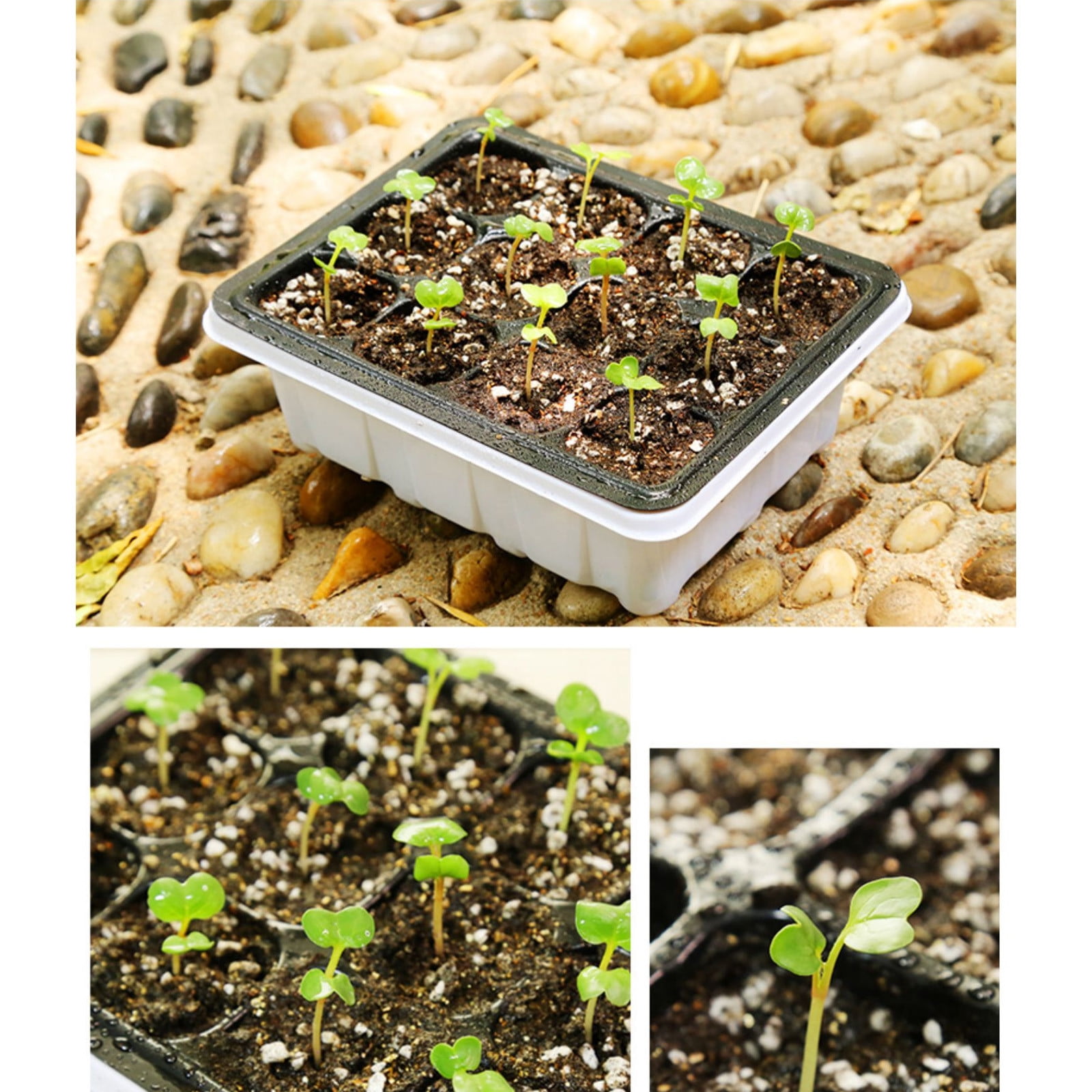 MUAXDA 5 Packs Seed Starter Tray, Seed Starter Kit, Plant Starter Kit, Mini Greenhouse Germination Kit for Seeds Growing Starting (6 Cells Per Tray)