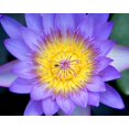 thumbnail image 4 of 10 PURPLE WATER LILY Pad Nymphaea Sp Pond Lotus Flower Seeds, 4 of 5