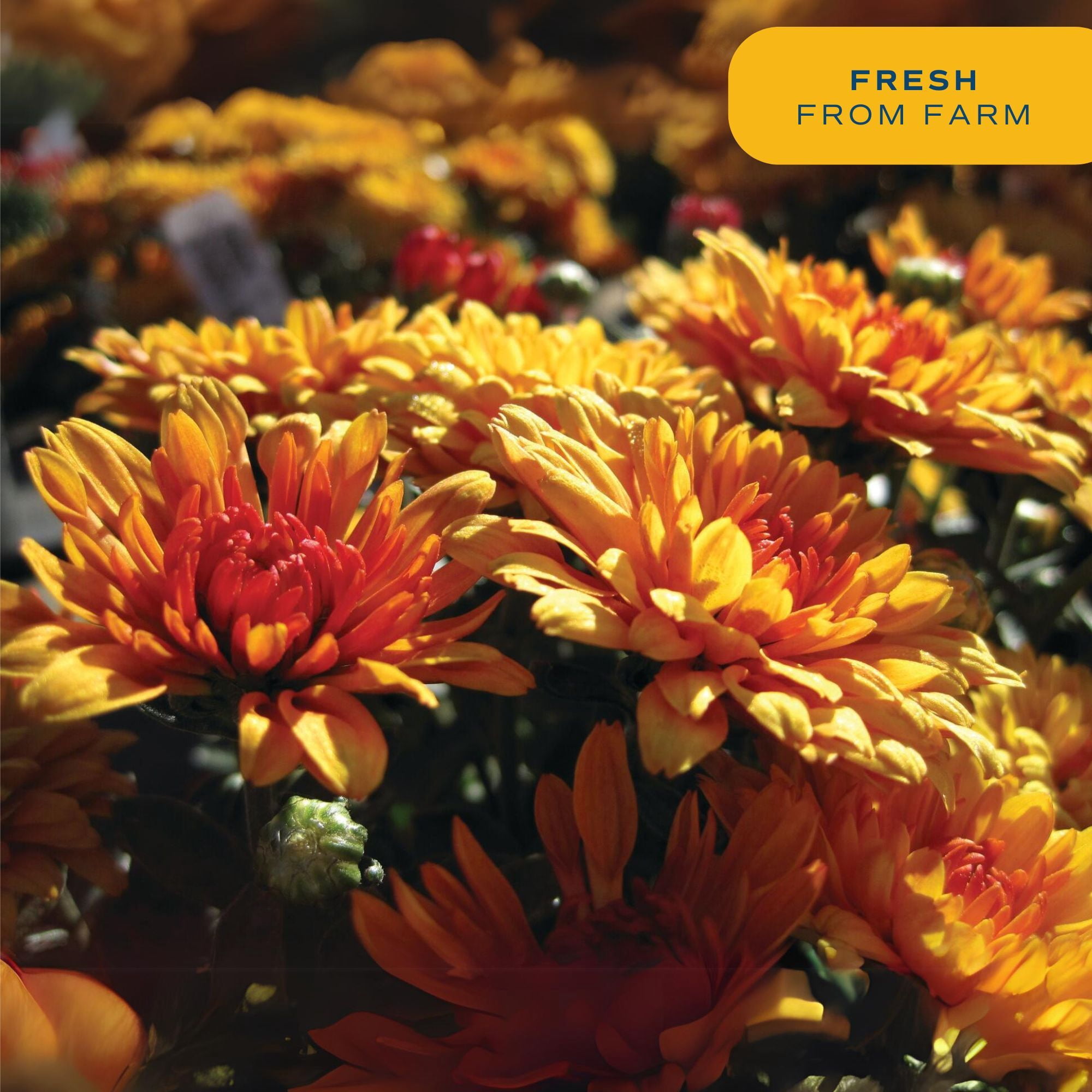 Costa Farms 1-Qt Yellow Mums Chrysanthemum, Full Sun, Outdoor Live House Plants, 2-Pk