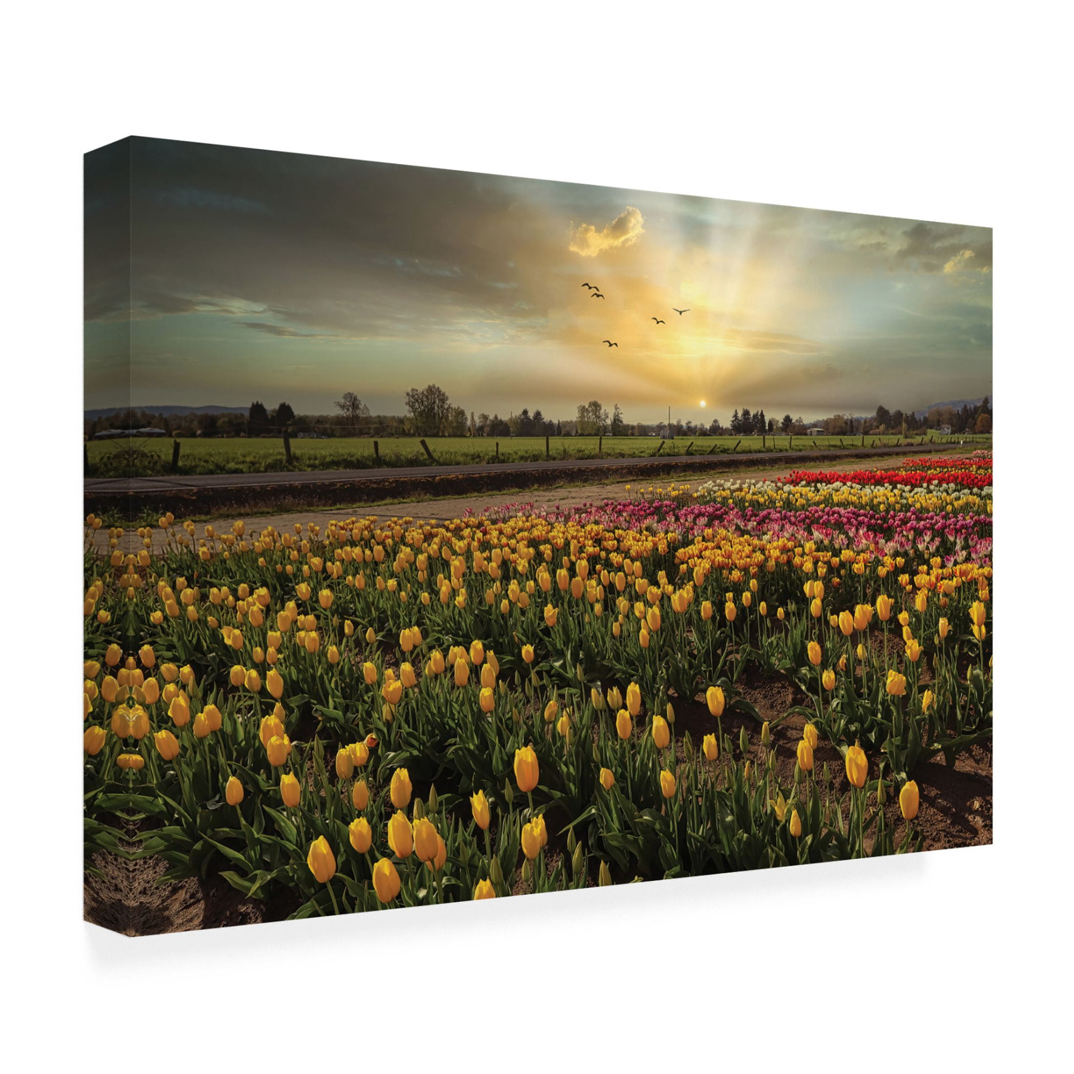Trademark Fine Art Sunil Kulkarni Nature's Bounty Canvas Wall Art