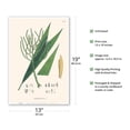 thumbnail image 2 of Palm Tree Leaf (Geonoma Spixiana) - Vintage Botanical Illustration by Carl Friedrich Philipp von Martius c.1820s - Master Art Print (Unframed) 13in x 19in, 2 of 4
