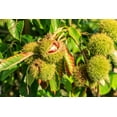 thumbnail image 2 of CZ Grain Chinese Chestnut Live Tree, 2 of 4