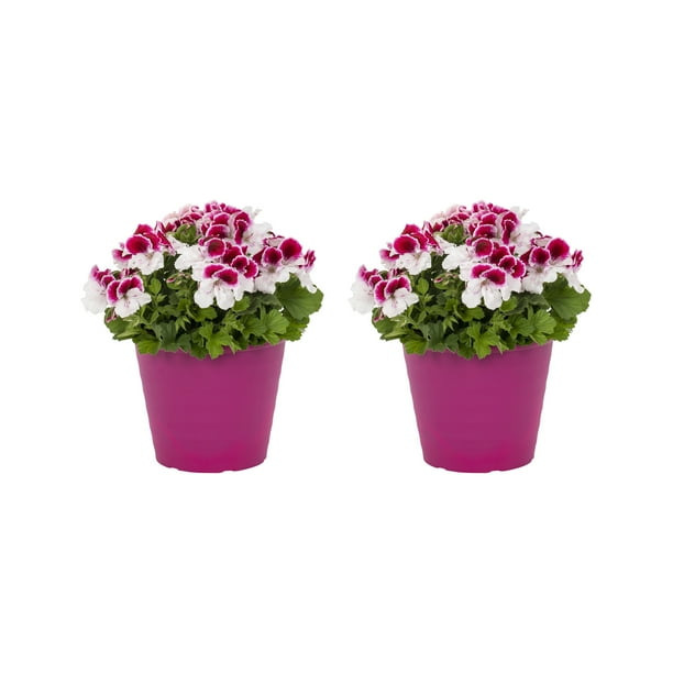 Better Homes & Gardens 3 Quart Pink Regal Geranium Annual Live Plant 2