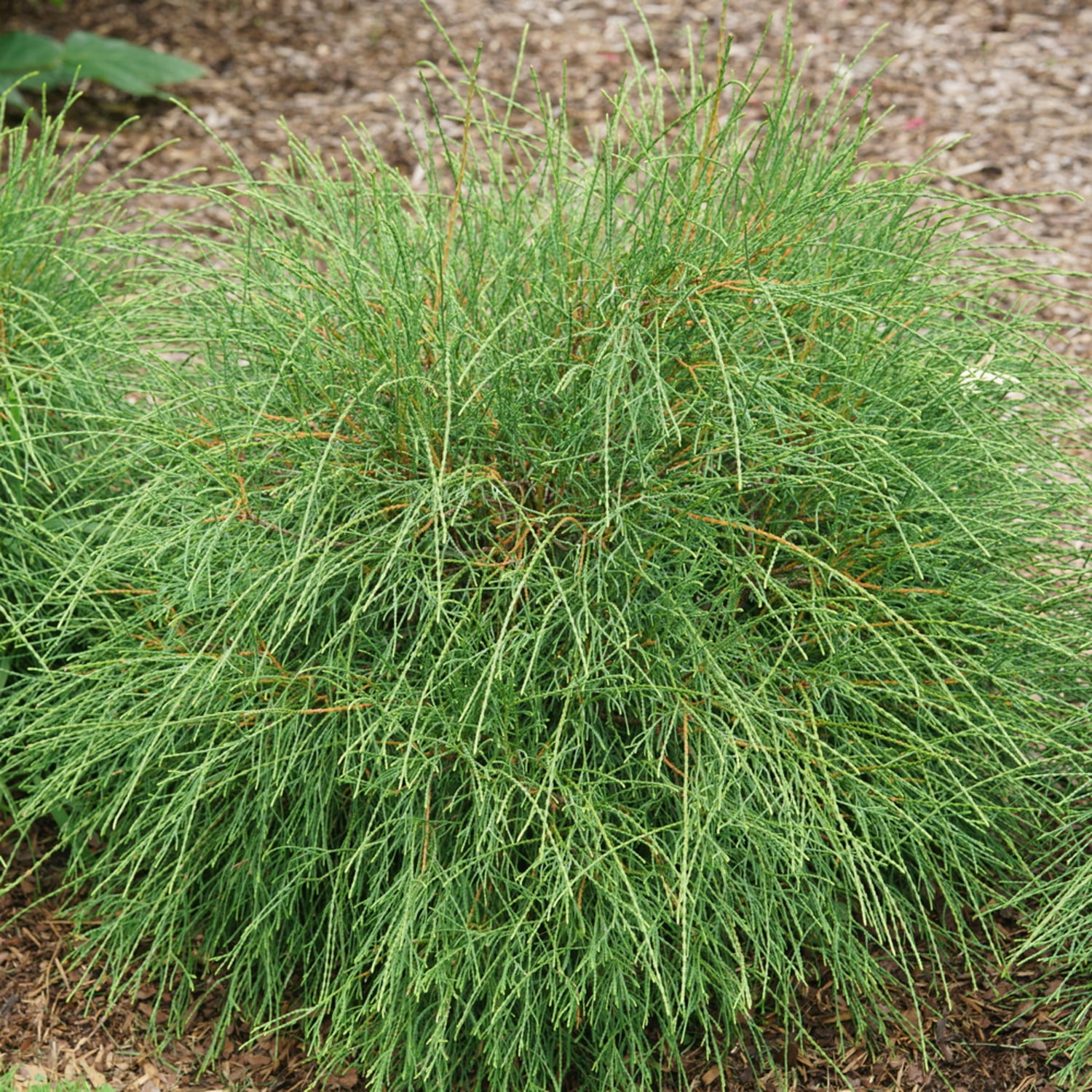 Proven Winners ColorChoice 6" Whip It Good Arborvitae Live Plant in 7.5" Pot