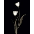 thumbnail image 2 of Delimont, Danita 26x32 Black Ornate Wood Framed with Double Matting Museum Art Print Titled - Tulip Pose II, 2 of 4