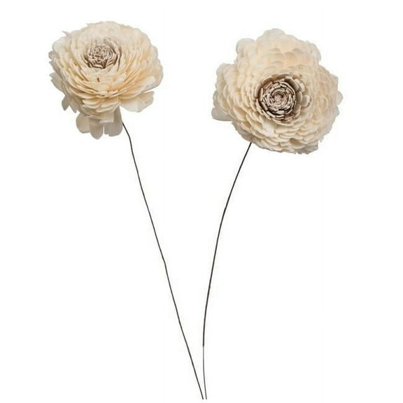 Vickerman Natural Botanicals 4" Charki Skin Sola Flower 12" Stem 12 Stem per Bag