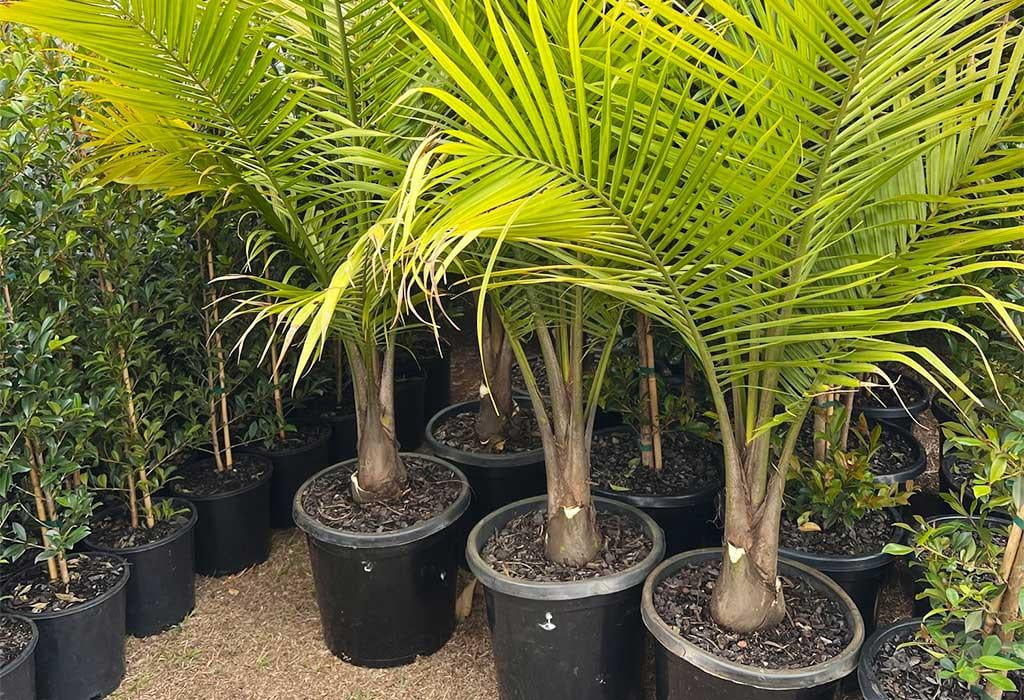 Majesty Palm-Ravenea rivularis-Tropical Indoor Plant  10" Pot