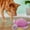 D, variant on SIfdSeng New Dog Sound Toy Turtle 25Cm Plush Turtle Companion Interactive Doll Pet Supplies Suitable for Heavy Chewers Teething Toys for Puppies Durable Dog Toys