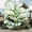 Elephant Ear-C, variant on Giant Elephant Ear Taro — A Gardening Essential— The Premier Choice for Tropical Landscaping — (Non-Artificial)-- Adds a Fresh, Natural Accent to Yards and Pathways —