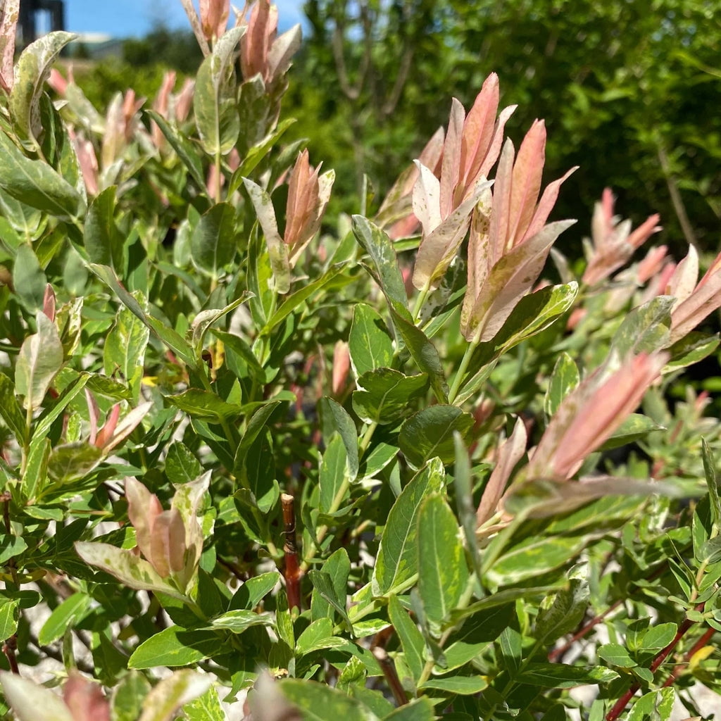 Expert Gardener 3.25G Dappled Willow Flowering Live Plants Full Sun White