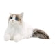 thumbnail image 2 of Ragdoll Cat Animal de Peluche Gato de Peluche de Juguete, Creativo, Gatito de Peluche de Juguete Simulación Gato muñeca compañero para niñas Amantes, 2 of 9