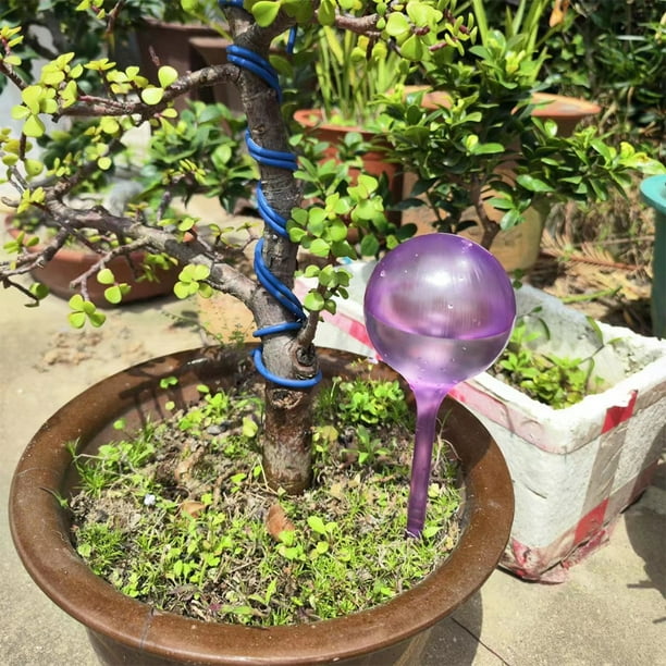 Riego por goteo en forma de bola transparente para plantas de PVC para interiores (púrpura) Wdftyju Libre de BPA
