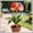 A, variant on Premium Brilliant Amaryllis —Tolerant —  Cold-Hardy & Shade--Perfect for Gardening Beginners(Non-Artificial)