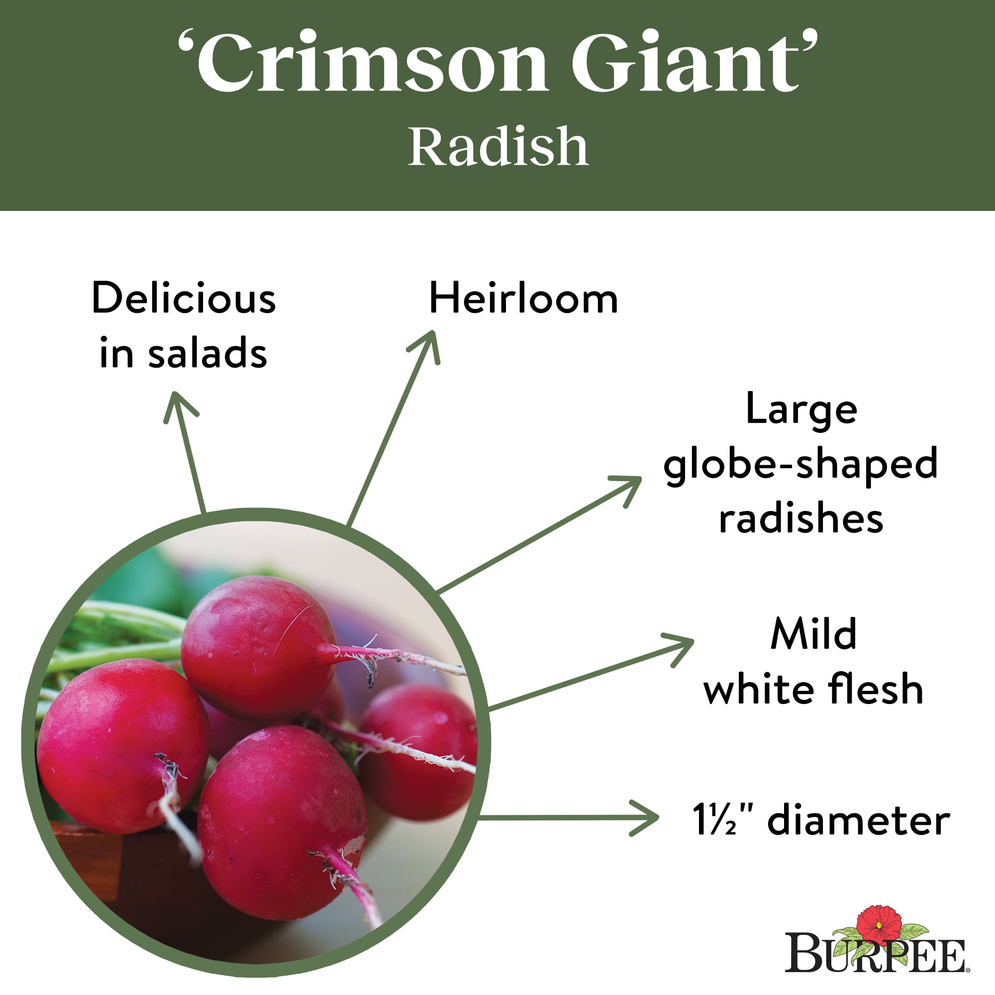 Burpee-Radish, Crimson Giant Seed Packet