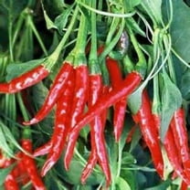 Pepper Seed , Thai HOT Pepper Seeds, Heirloom, 100 Seeds, Very Spicy Great Fresh OR Dried