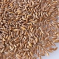 thumbnail image 2 of Organic Pearled Emmer Wheat - AKA: True Farro - 4 Oz - Non-GMO - Bulk Grains for Grinding Into Flour, Cooking & More, 2 of 3