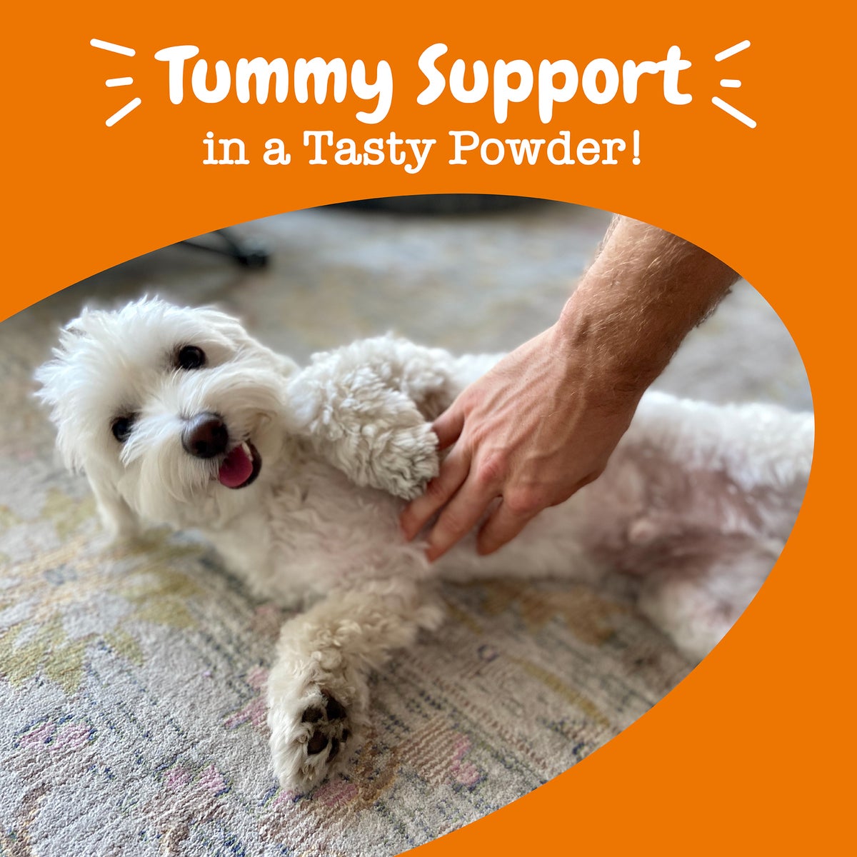 Zesty Paws Probiotic Powder Pumpkin Flavor Dog Supplement, 150g