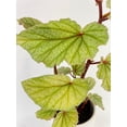 thumbnail image 4 of Bumble Plants Begonia Angel Wings “Frosty” - Full Live Colorful Houseplant in Nursery Pot, Easy Care, Indoor Plant for Beginners, 4 of 4