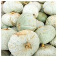 thumbnail image 4 of Everwilde Farms - 10 Sweet Meat Winter Squash Seeds - Gold Vault Seed Packet, 4 of 4