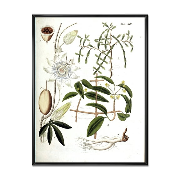 Designart 'Ancient Plant Life IV' Farmhouse Framed Canvas Wall Art Print