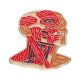 thumbnail image 1 of Órgano Creativo , Corazón , Broche De Esmalte Espécimen Recuerdo Mochila Insignia Ropa Regalo Para Amigos, 1 of 4