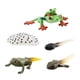thumbnail image 4 of Figuras de animales de ciclo Montessori Hugo Juguete de aprendizaje de ranas modelo A, 4 of 10