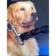 thumbnail image 4 of Correa Cuero 3/4 X 1.80 Mts Bandola Niquel P/perro, 4 of 5