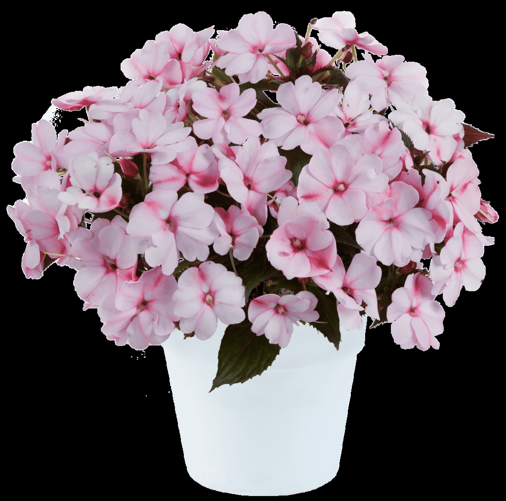 Sol Luna Electric Pink' New Guinea Impatiens  8" Pot