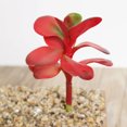 thumbnail image 2 of 4PCS Artificial Succulent DIY Fake Succulent Artificial Plant for Home Decor, 2 of 7