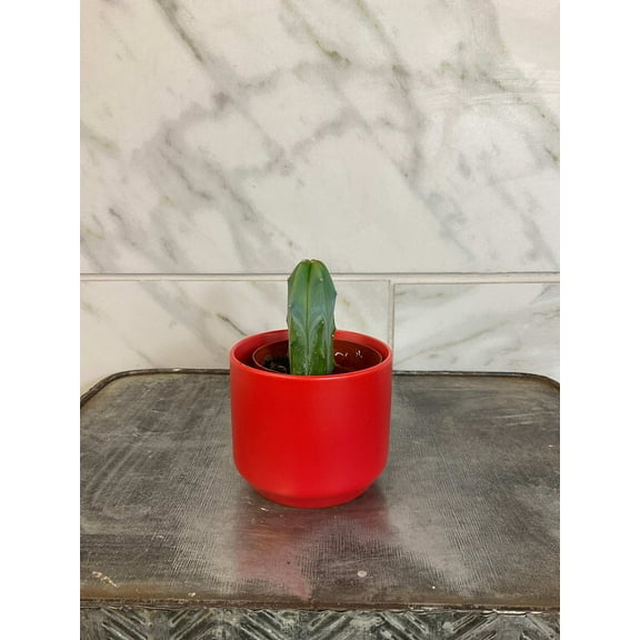 Myrtillocactus Geometrizans, 2" Plant