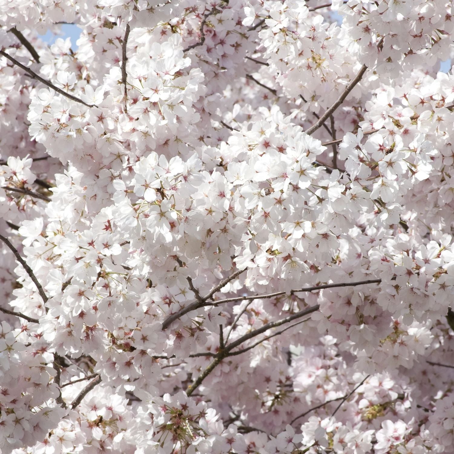 Expert Gardener 3-4 ft. tall Mt. Fuji White Flowering Cherry Live Tree in 7-Gallon Grower Pot