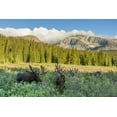 thumbnail image 2 of Illg, Cathy and Gordon 18x13 White Modern Wood Framed Museum Art Print Titled - CO, Arapaho NF Male moose grazing on bushes, 2 of 4