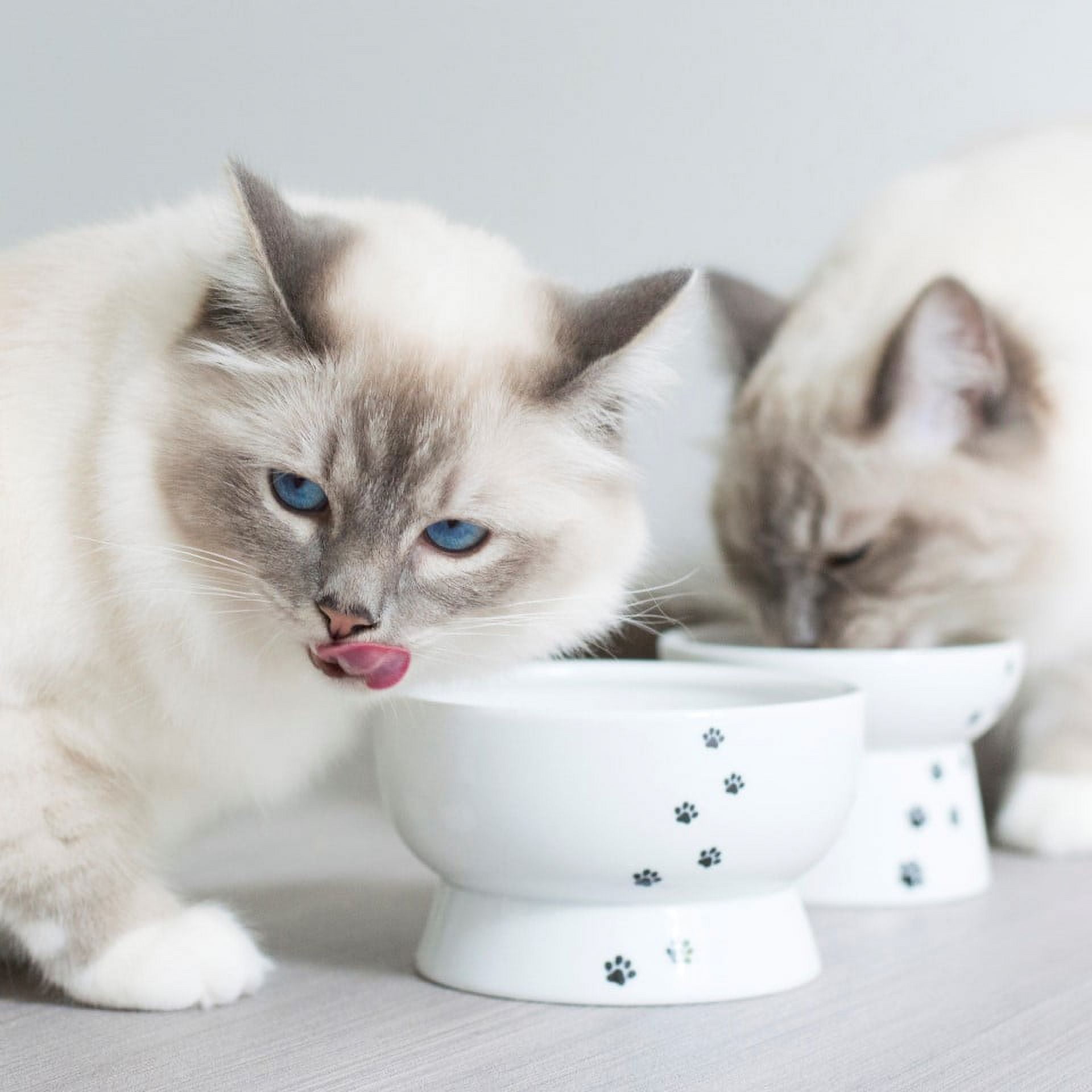 (2 pack) Necoichi Raised Cat Water Bowl, White