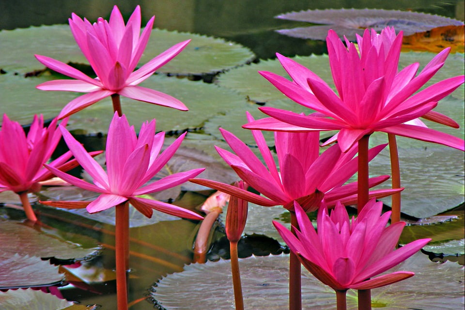 Peel-n-Stick Poster of Lotus Water Lily Pink Lotus Flowers Poster 24x16