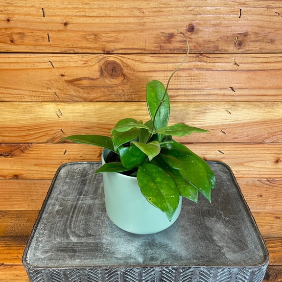 Hoya Mindorensis Pink, 4" Plant, The Plant Farm