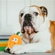 thumbnail image 4 of GOOHOCHY 2 juguetes de látex con forma de calabaza con sonido chirriante para mascotas, juguete de entrenamiento para mascotas., 4 of 7
