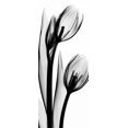 thumbnail image 2 of Koetsier, Albert 8x14 Gold Ornate Wood Framed with Double Matting Museum Art Print Titled - Tulip in BandW2, 2 of 4