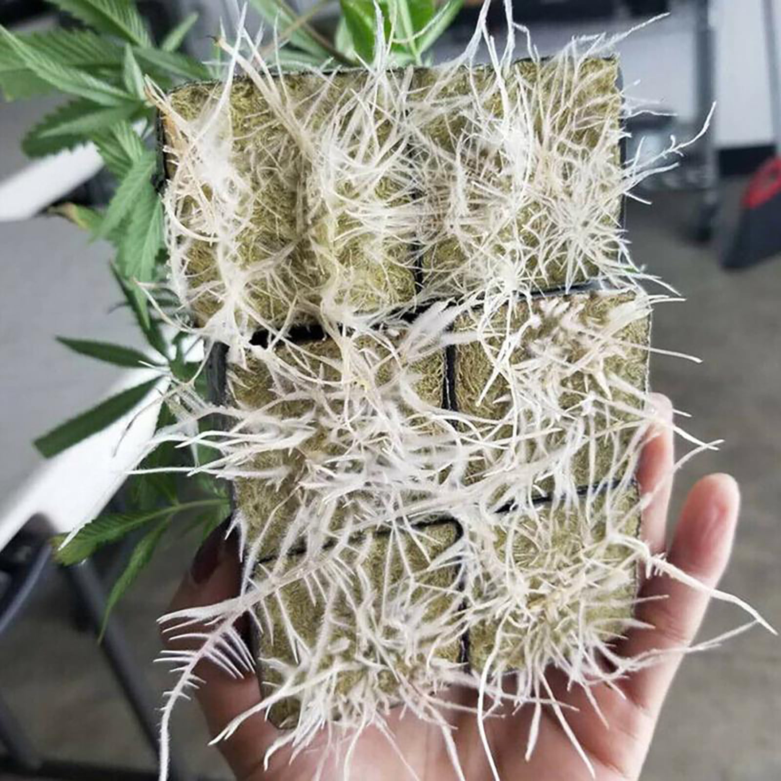 50 Pieces Garden Starter Plugs Hydroponic Cubes Rock Wool Grow Media