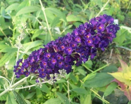 Buddleia Black Knight 3 Live Plants Fragrant Butterfly Bush, Attracts Butterflies & Hummingbirds, Drought Tolerant Flowering Shrub
