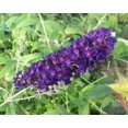 thumbnail image 6 of Buddleia Black Knight 3 Live Plants Fragrant Butterfly Bush, Attracts Butterflies & Hummingbirds, Drought Tolerant Flowering Shrub, 6 of 7