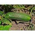 thumbnail image 4 of 150 Graines de Concombre BOSTON à Marinades Héritage Cucumis Sativus Fruit Légume, 4 of 5