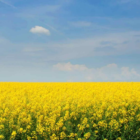 Yellow Mustard Seeds For Your Garden - 10000 Seeds