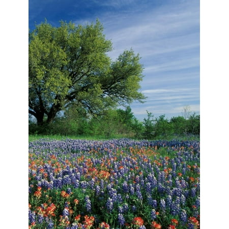 Paintbrush and Bluebonnets, Hill Country, Texas, USA Print Wall Art By Adam