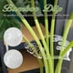 thumbnail image 3 of Moyic Solución de carcasa de clip de fijación de flores y hojas para plantas mejor organizadas Clip de bambú Jardín y Patio Tipo B, 3 of 6